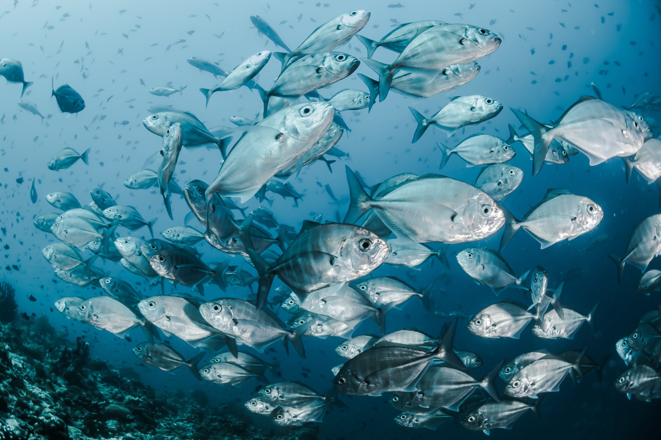 食べ比べてみた感想とか 魚肉ソーセージ編 ふらっつのメモ帳